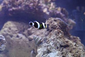 Frag/Quarantine Tank Thumbnail