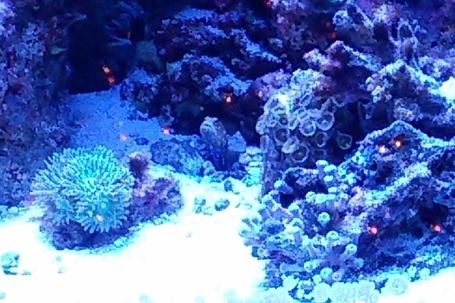 Jawfish, Blue Dot