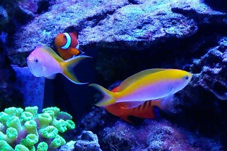 Bartlett's Anthias