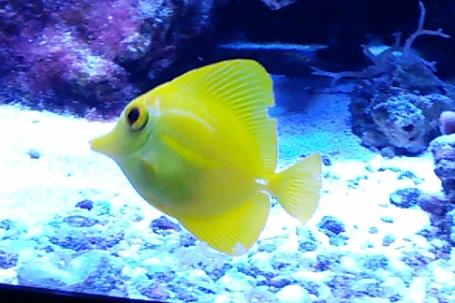 Yellow Tang