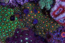 Zoanthid Thumbnail