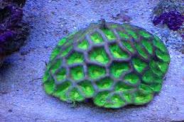 Brain Coral Favites Thumbnail