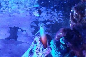 Firefish Thumbnail