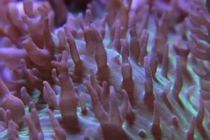 Hairy Mushroom Thumbnail