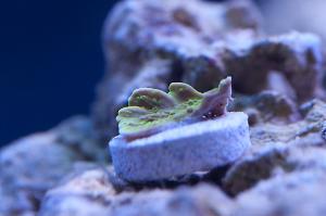 Green Cap Thumbnail