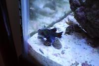 Mandarin Goby Thumbnail