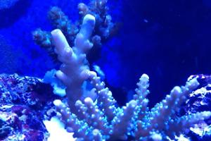 Acropora Coral Thumbnail