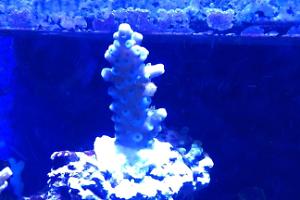 Acropora Coral Thumbnail
