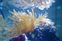 Condy Anemone Thumbnail