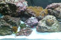 Green Star Polyp Thumbnail