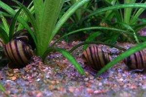 Apple Snail