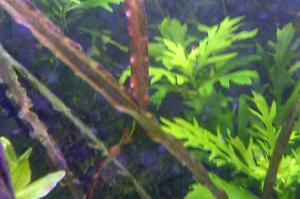 Aponogeton capuronii
