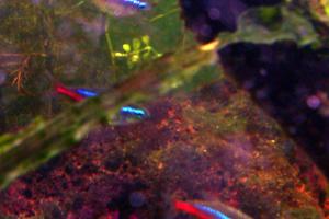 Neon Tetra Jumbo