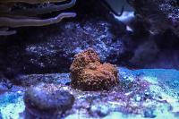 Florida Ricordea Mushroom Thumbnail