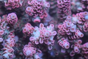 Pretty in Pink Thumbnail