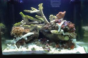 Fallen Reef - RSM130 Thumbnail