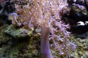 Kenya Tree Coral