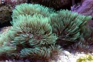 Green Star Polyp Thumbnail