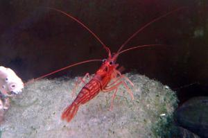 Peppermint Shrimp