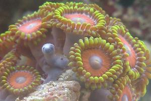 Assorted Zoas Thumbnail