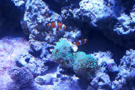 Ocellaris Clownfish Bonded Pair