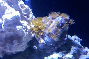 Yellow Star Polyps Thumbnail
