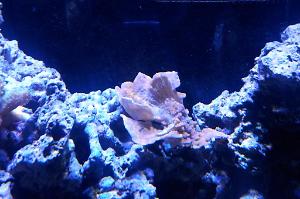 Orange Plating Montipora Thumbnail