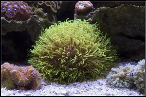 Neon Green Star Polyps Thumbnail