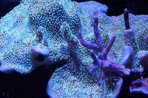 Chuck's Reef Thumbnail