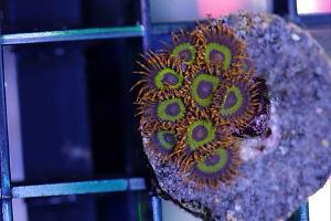 Fruit Loops zoanthid Thumbnail