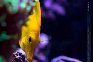 Yellow Tang Thumbnail