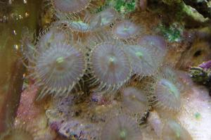 Green Palythoa Thumbnail
