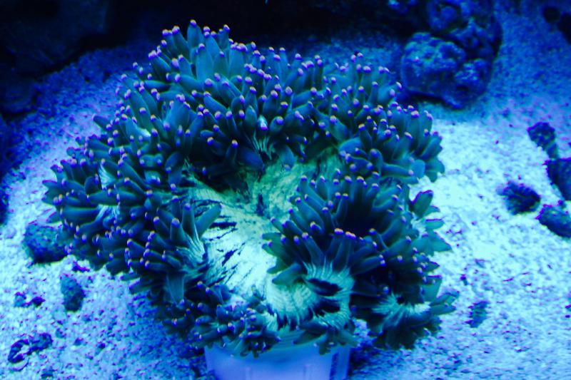 My Aquarium Thumbnail