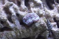 Caulastrea Coral Thumbnail