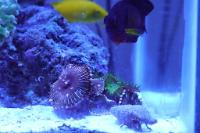 Coral Beauty Angelfish Thumbnail