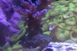 ORA Plum Crazy Acropora Thumbnail