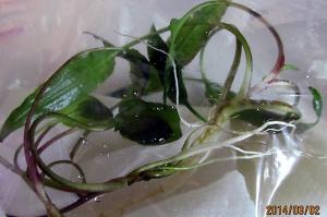 Anubias