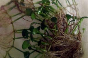 Glossostigma