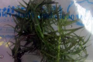 Rotala rotundifolia