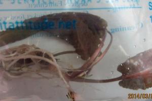 Cryptocoryne undulatus