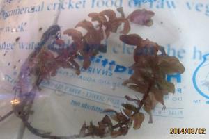 Rotala macranda