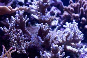 Acropora Sp Thumbnail