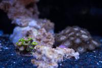 Zoanthid Thumbnail
