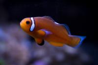 Nearly Naked Clownfish Thumbnail