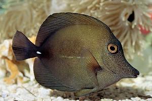 Scopas Tang Thumbnail