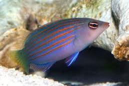 Six Line Wrasse Thumbnail