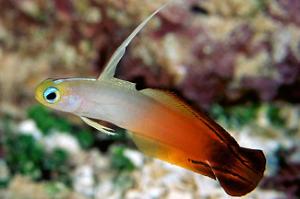 Firefish Thumbnail