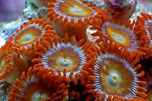 Zoanthid Thumbnail