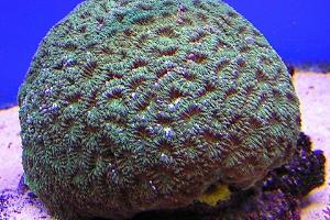 Brain Coral Favites Thumbnail