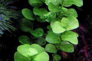 Gold Creeping Jenny